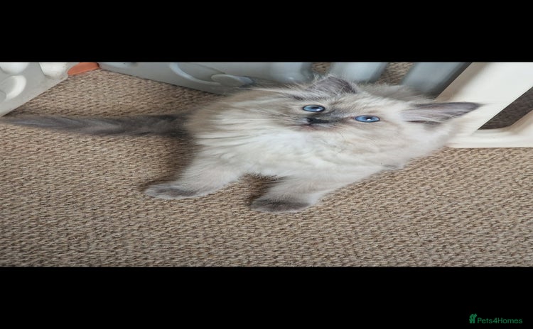 Ragdoll cats Stunning Bluepoint Pedigree Ragdoll Kittens Ready - Advert 2