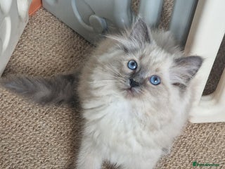 Ragdoll cats Stunning Bluepoint Pedigree Ragdoll Kittens Ready - Advert 15
