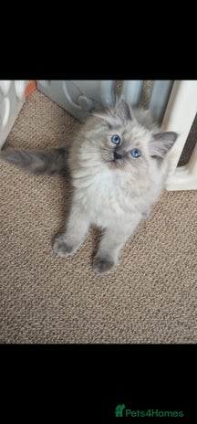 Ragdoll cats Stunning Bluepoint Pedigree Ragdoll Kittens Ready - Advert 1
