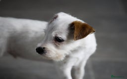 Parson Russell dogs for sale: KC health tested parson Russell terriers  - Image 9