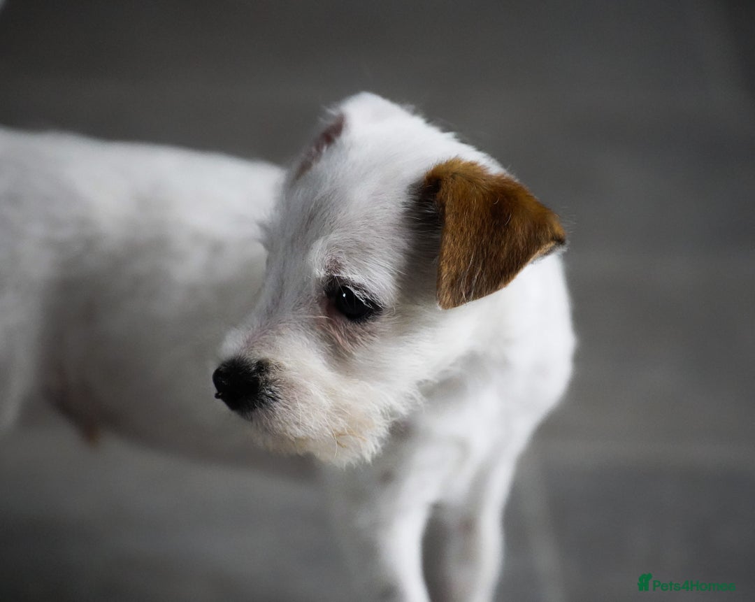 Parson Russell dogs for sale: KC health tested parson Russell terriers  - Image 9