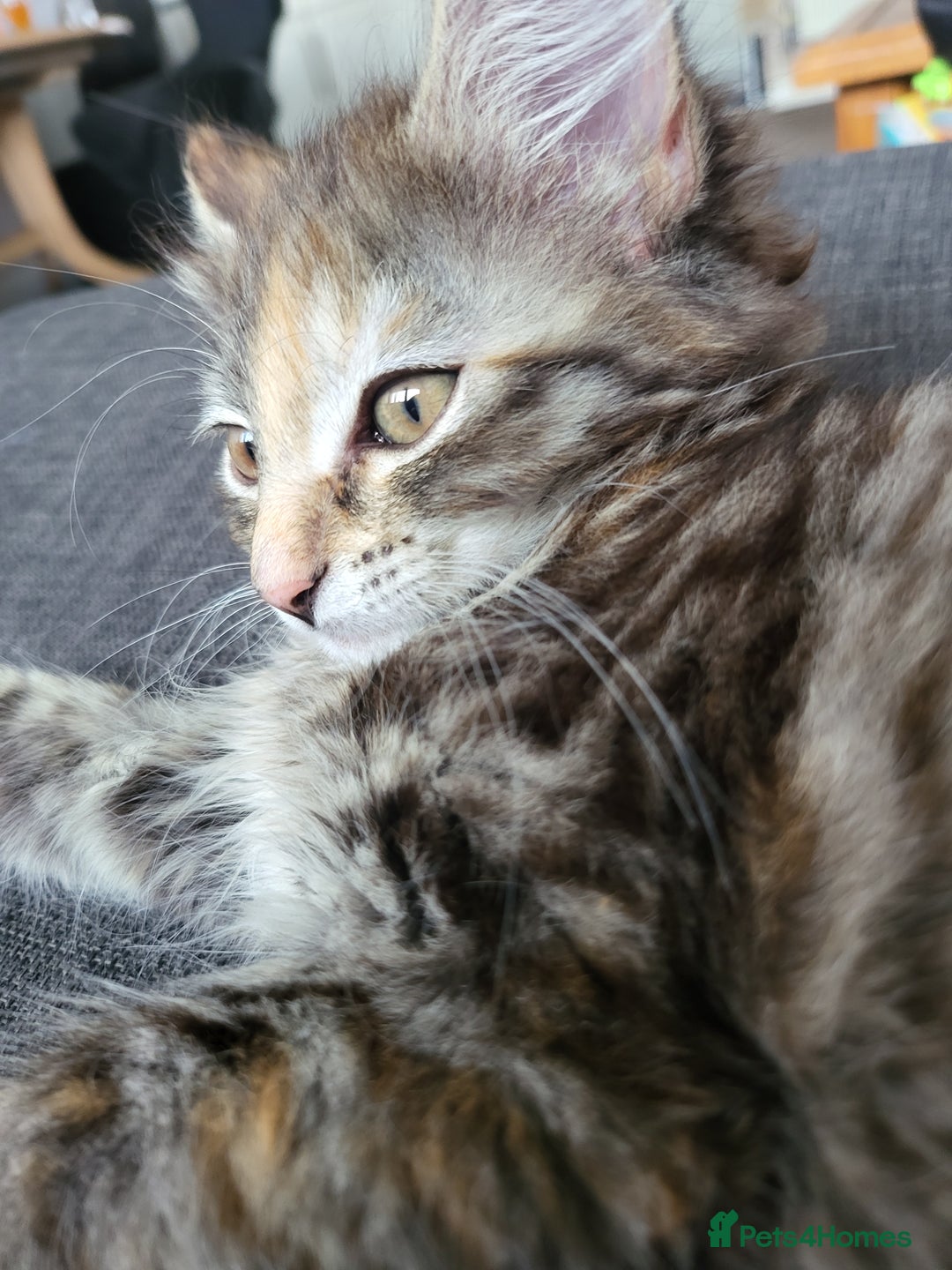 Mixed Breed cats for sale: Last one!!! - Image 6