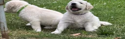 Golden Retriever dogs for sale: Gorgeous Chunky Golden Retriever Puppies - Advert 35