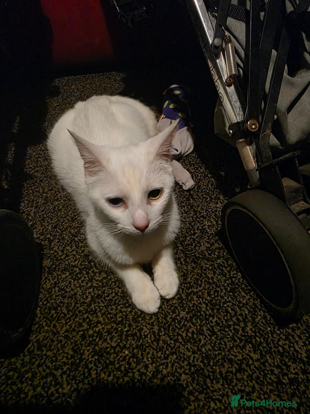 Mixed Breed cats for sale: For sale 4 beautiful kittens - Advert 1