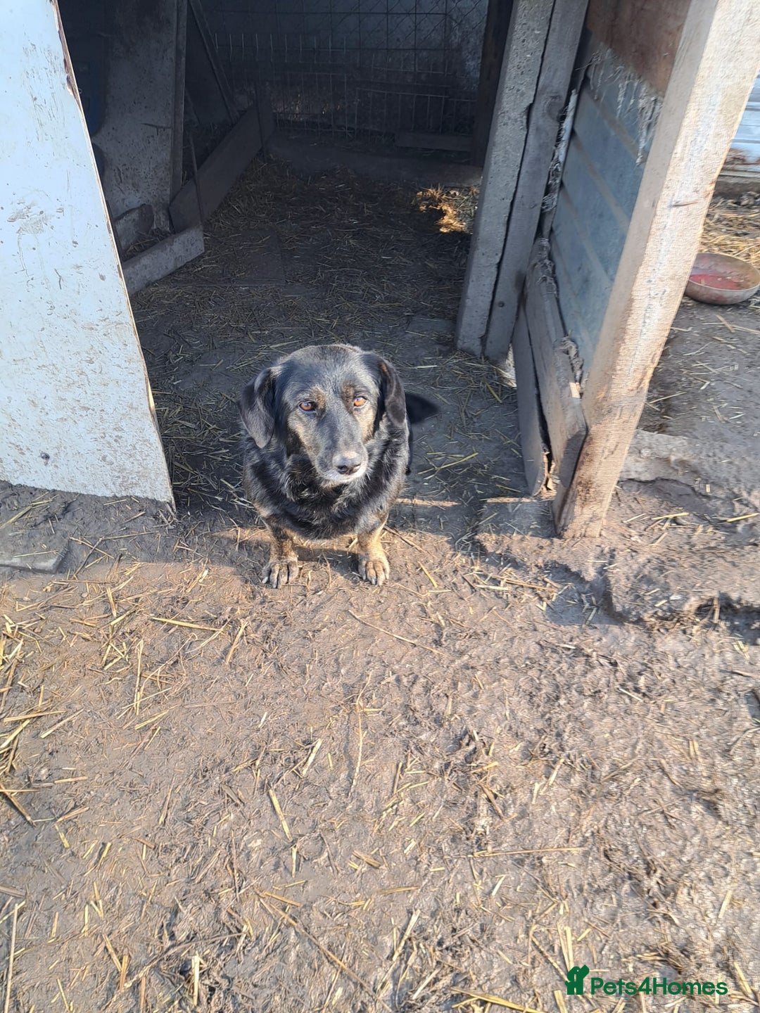 Mixed Breed dogs for adoption: Beautiful and Gentle LOLITA - for a Loving Home - Image 20