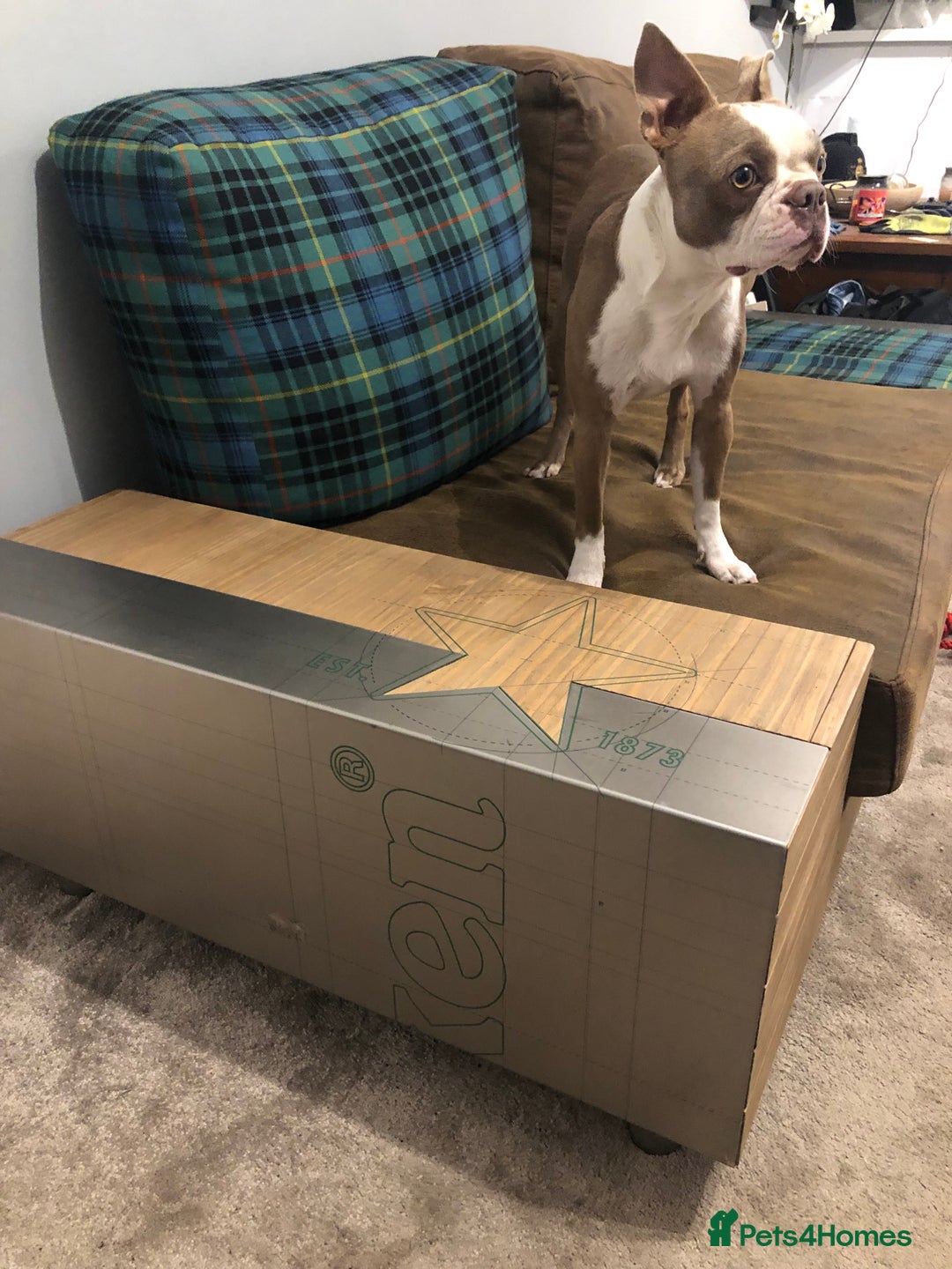 Boston Terrier dogs for stud: Bosten terrier for stud  - Advert 7