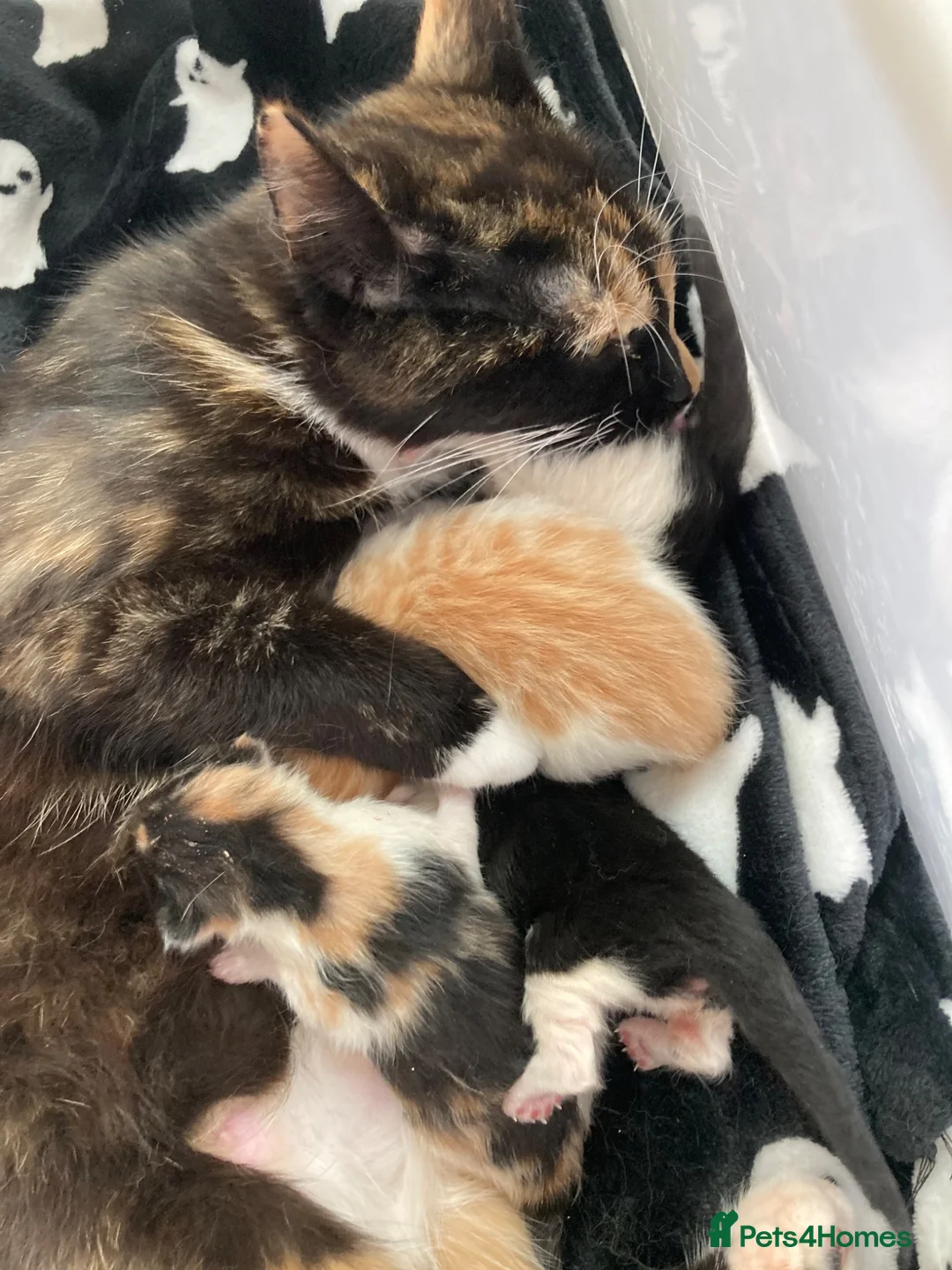Mixed Breed cats for sale: Little ginger boy - Advert 1