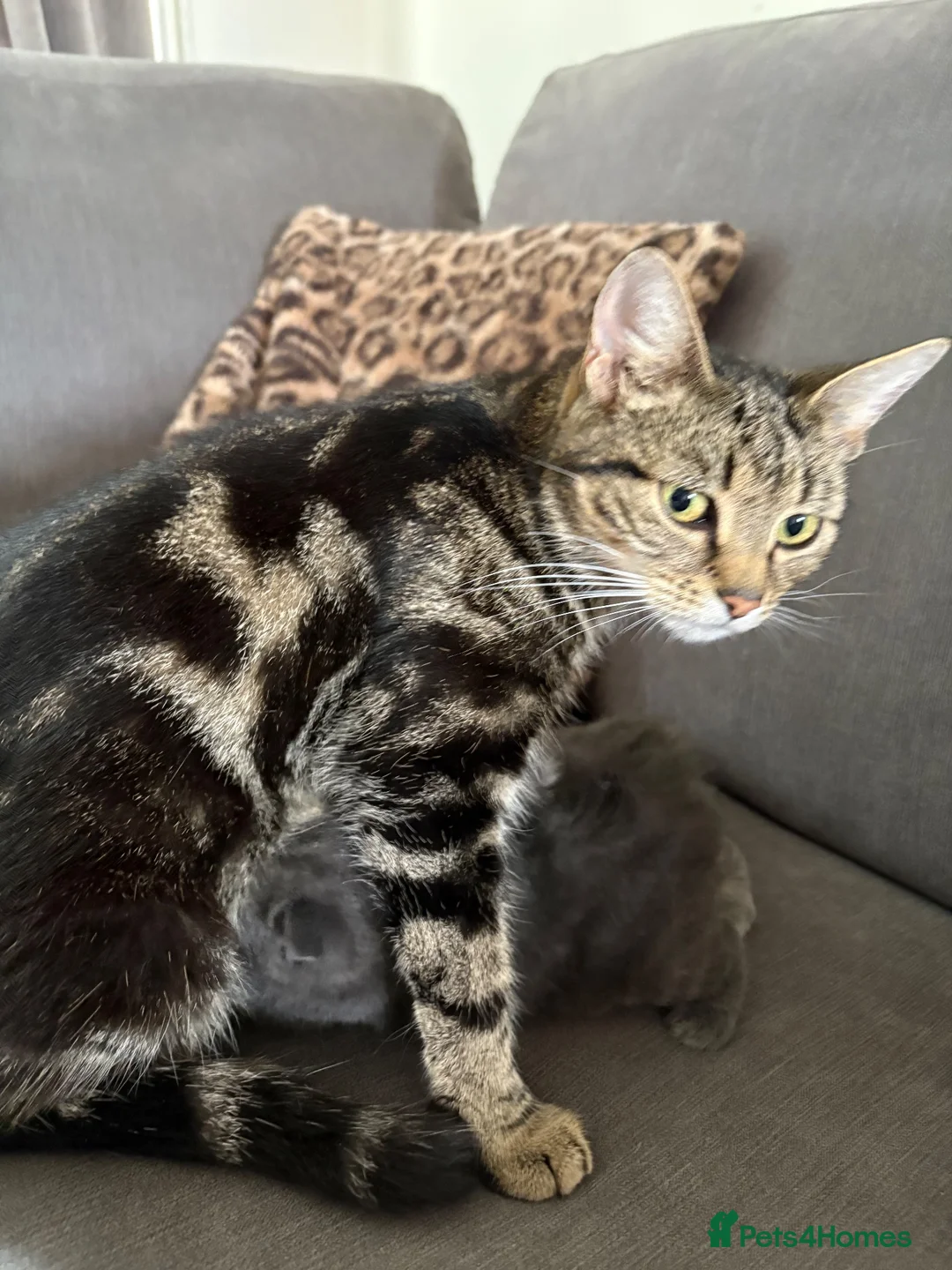 Domestic Shorthair cats for sale: STUNNING KITTENS  in Bristol - Advert 2