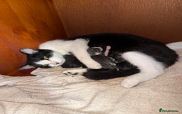 Mixed Breed cats for sale: Kittens for sale  - Image 7