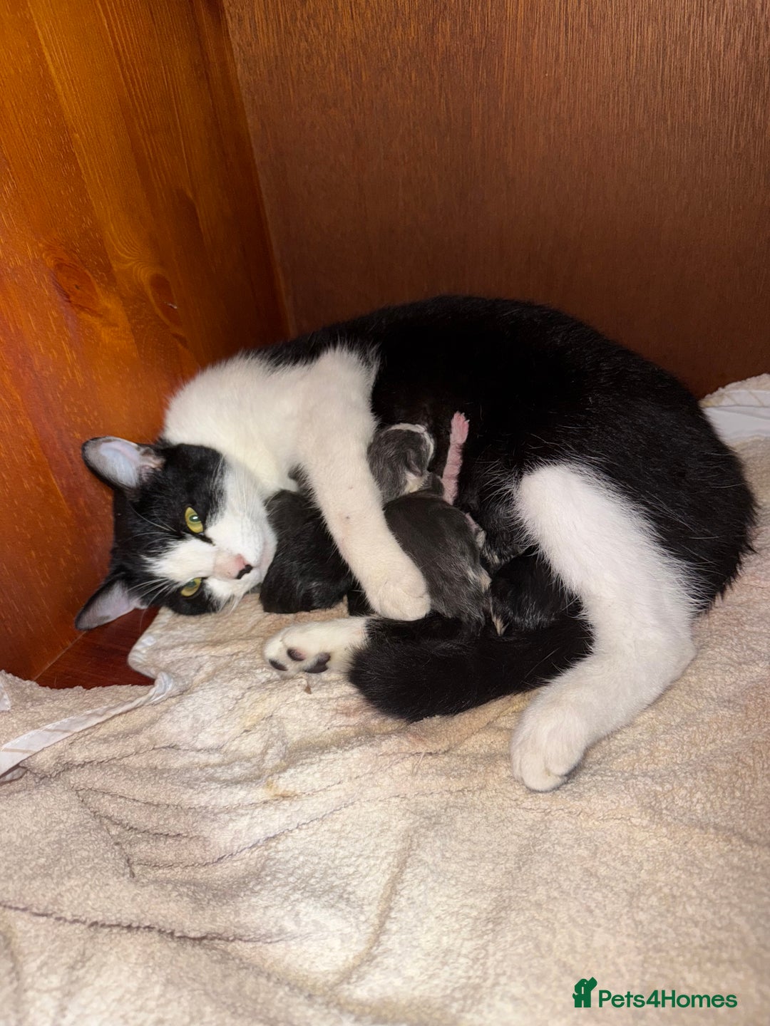 Mixed Breed cats for sale: Kittens for sale  - Image 7