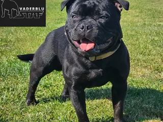 Staffordshire Bull Terrier dogs The one & only 'Mr T' Champ Sired - Advert 6