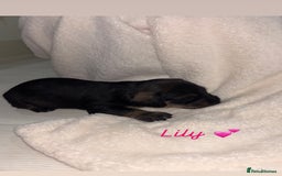 Mixed Breed dogs for sale: 5 Adorable miniature dapple schnoxie puppies - Image 16