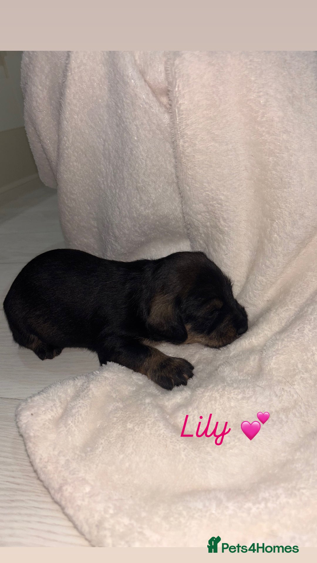 Mixed Breed dogs for sale: 5 Adorable miniature dapple schnoxie puppies - Image 16
