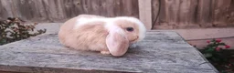 Mini Lop rabbits for sale: Minilop bunnies and Adult Female  - Advert 11
