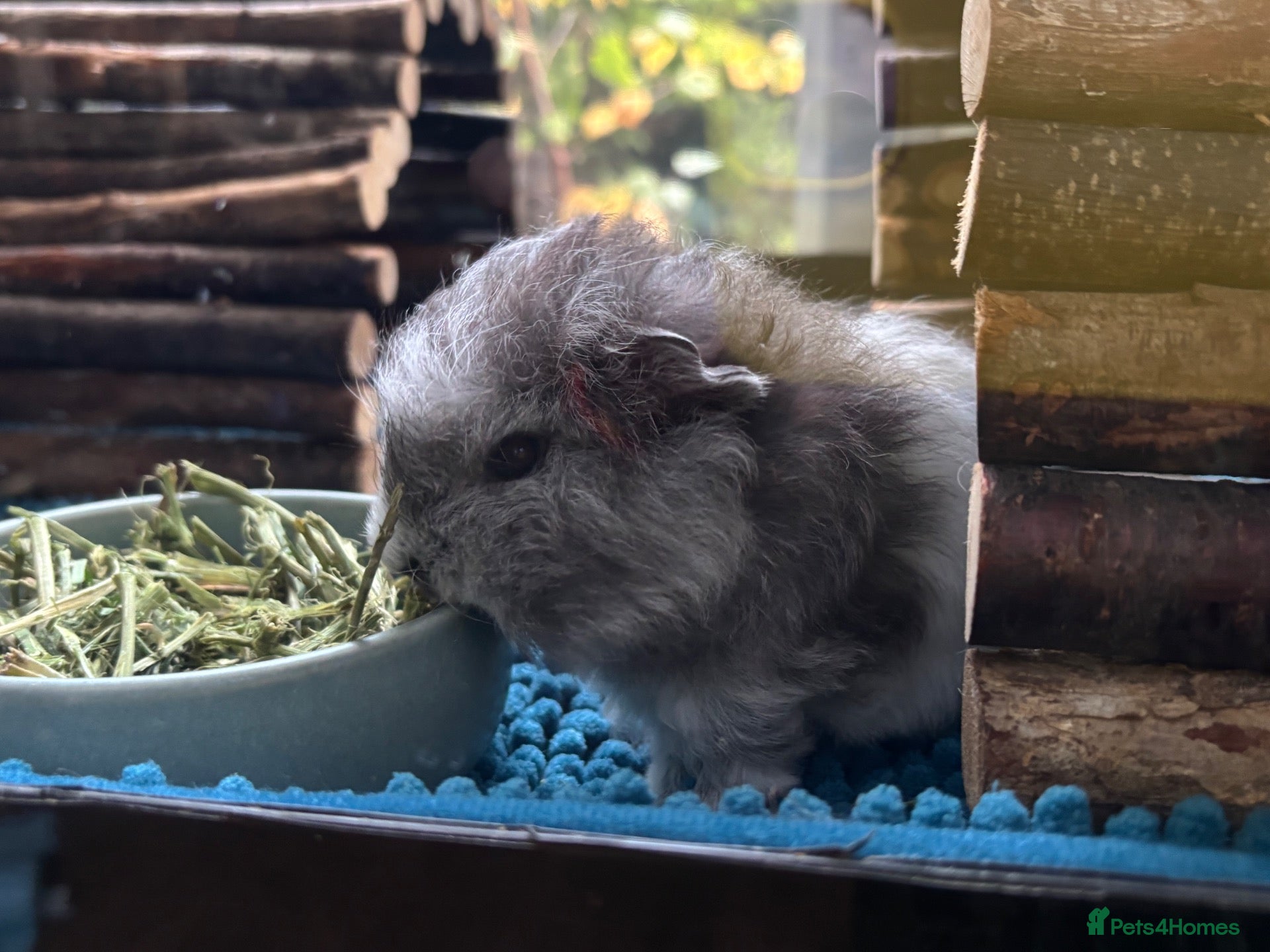 Guinea Pig rodents Swiss Baby Boy **RESERVED** - Advert 4