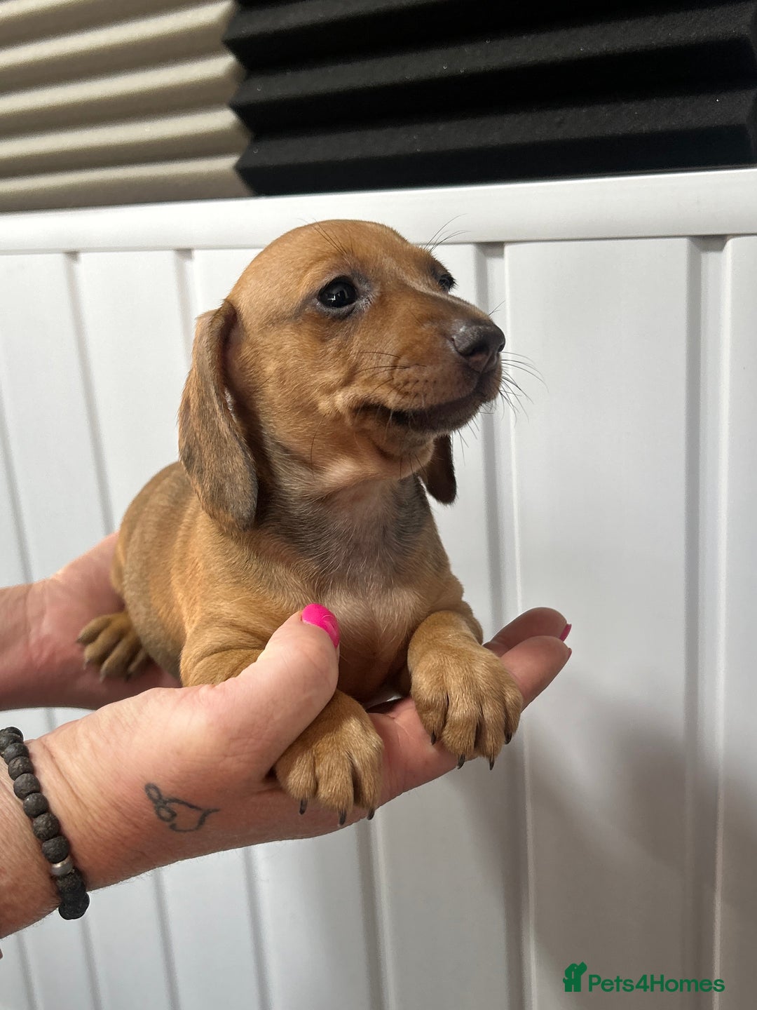 Miniature Dachshund dogs for sale: READY NOW! DAPPLE MINIATURE DACHSHUNDS⭐️ - Image 11