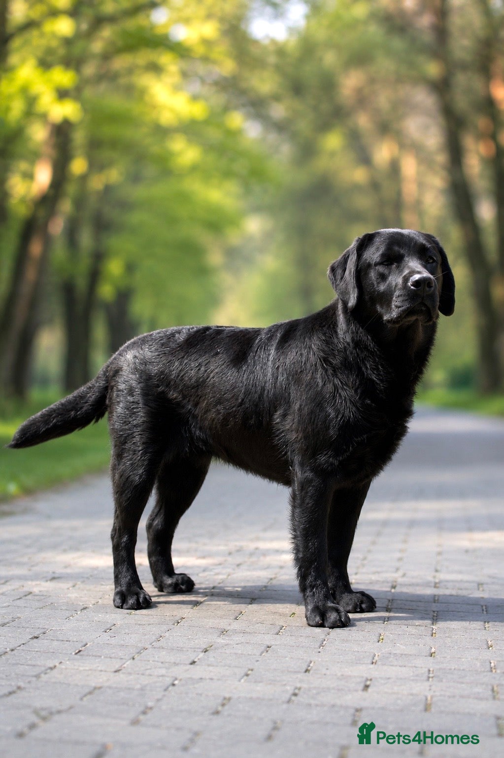 Labrador Retriever dogs SHOW BLACK ENGLISH LABRADOR TOP QUALITY - Advert 14