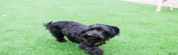 Mixed Breed dogs for adoption: Heavenly Heidi - Advert 16