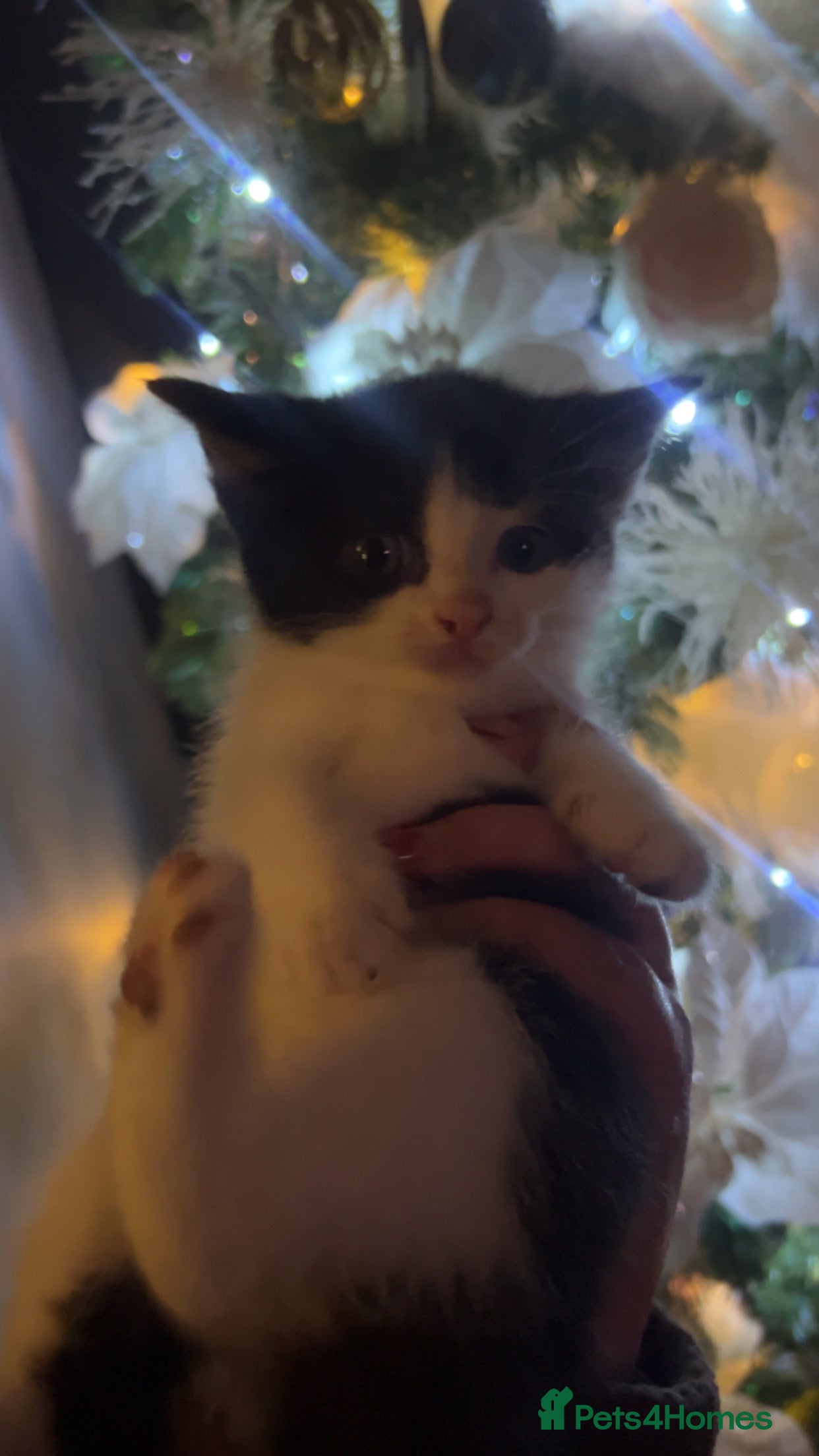 Ragamese cats LAST KITTEN 🥲❤️❤️❤️ - Advert 1