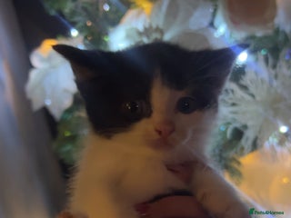 Ragamese cats LAST KITTEN 🥲❤️❤️❤️ - Advert 1