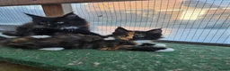 Maine Coon cats for sale: Beautiful Maine Coon Kittens - Advert 16