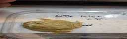 Turtle reptiles for sale: 2 common Snapping only 2 pac man frogs left - Advert 5