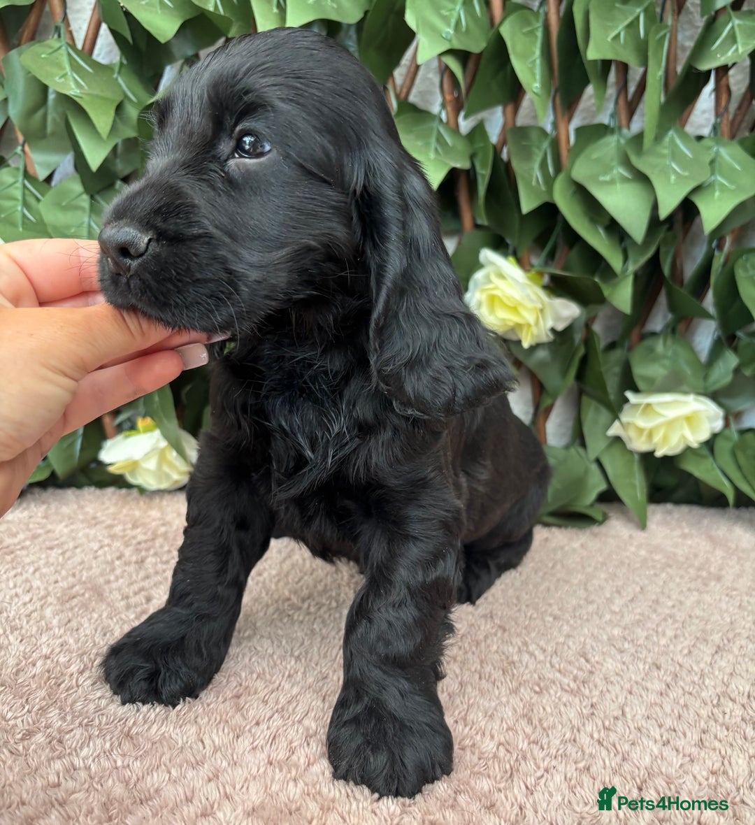 Cocker Spaniel dogs for sale: Last beautiful boy ! import line show cockers - Image 23