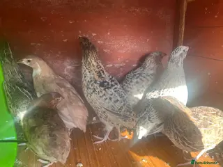 Quail poultry Coturnix quail 7 - mixed colours and patterns - Advert 1