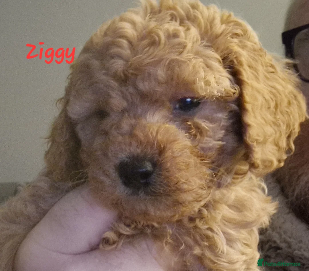 Cavapoo dogs for sale: Cavapoos Fb3. - Advert 13