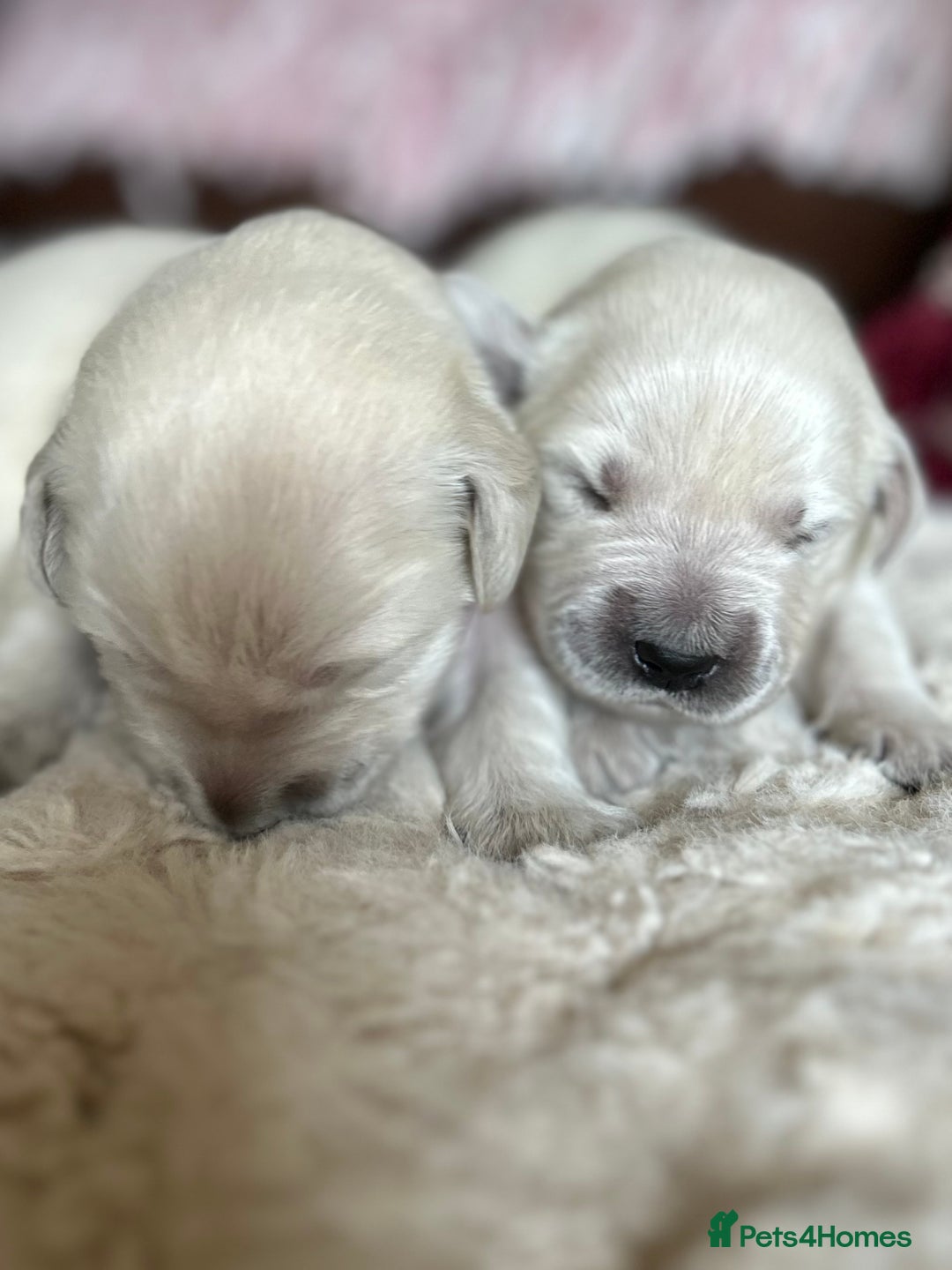 Golden Retriever dogs for sale: 1 Male Puppy Available  - Image 18