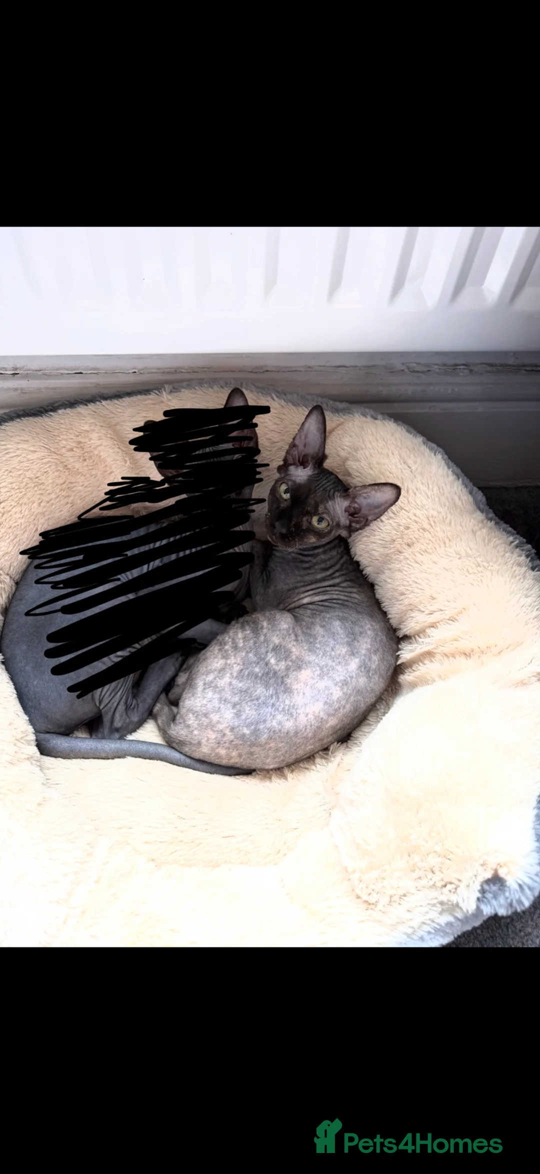 Sphynx cats for sale: Black Sphynx Tortoiseshell Cat - Advert 2