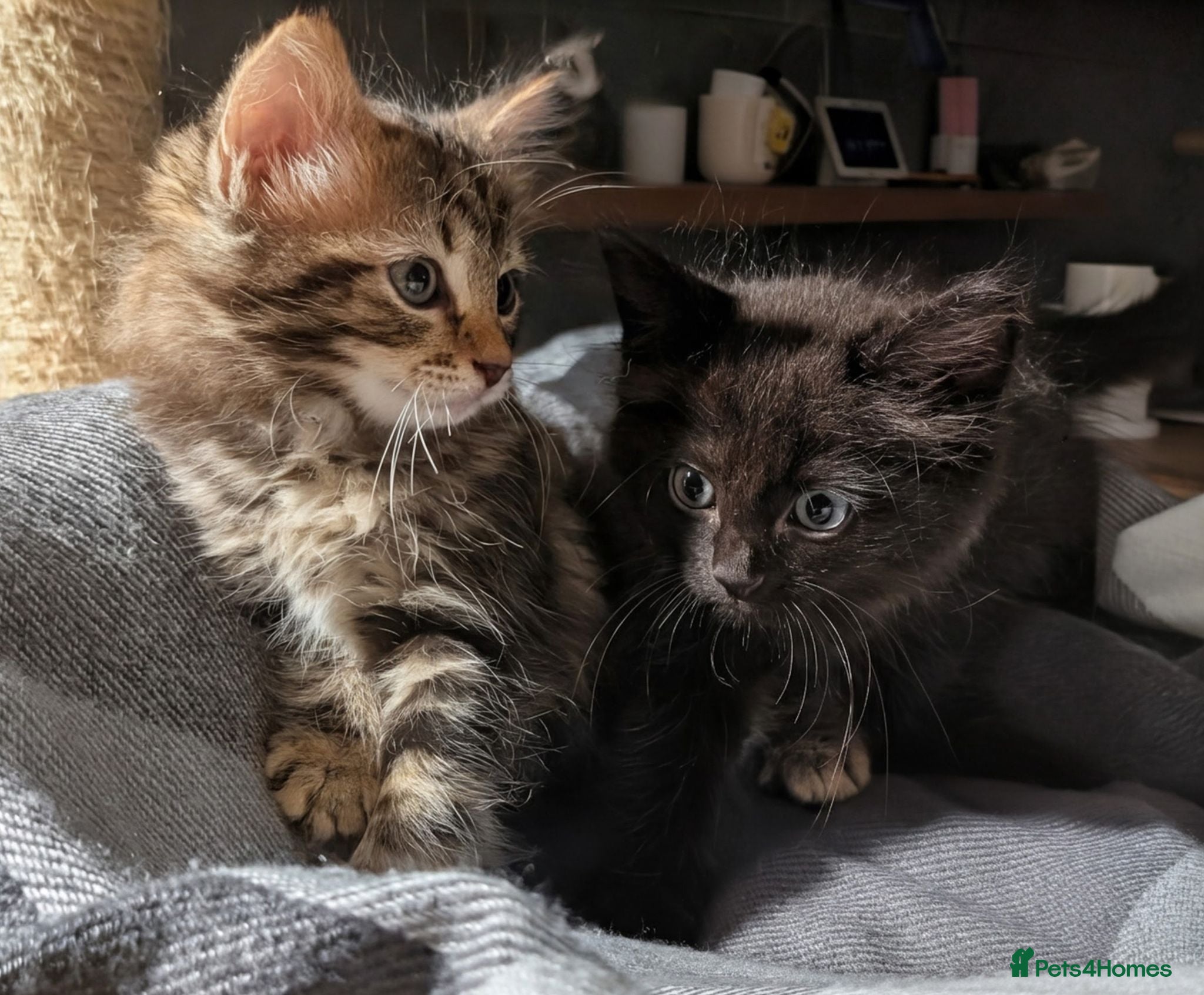 Ragdoll cats Pair of Ragdoll/Tabby Kittens ..... Bear & Tia  - Advert 11