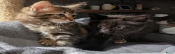 Ragdoll cats for sale: Pair of Ragdoll/Tabby Kittens ..... Bear & Tia  - Advert 1