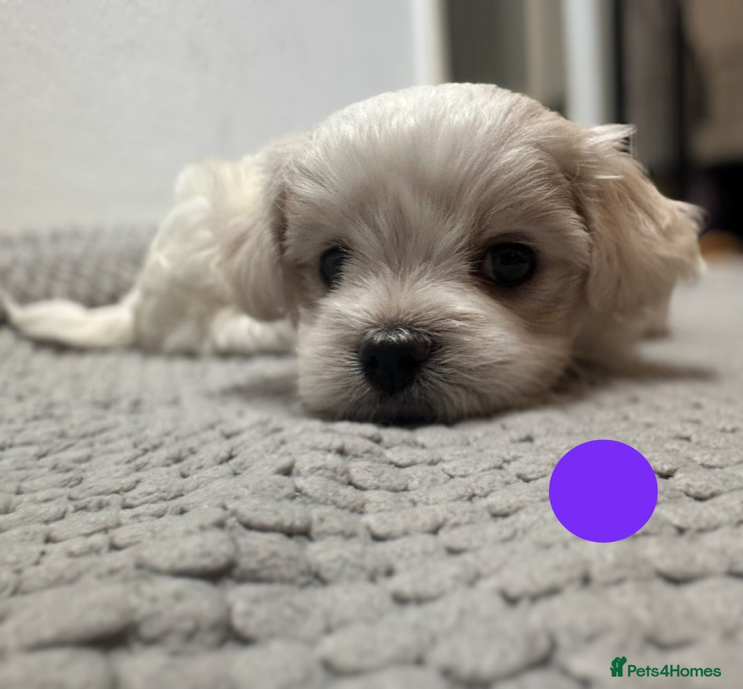 Maltese dogs for sale: Cute Maltese Puppies Looking for Loving Homes🇬🇧  - Image 19
