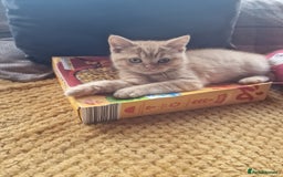 British Shorthair cats for sale: British shorthair male kittens  - Image 3