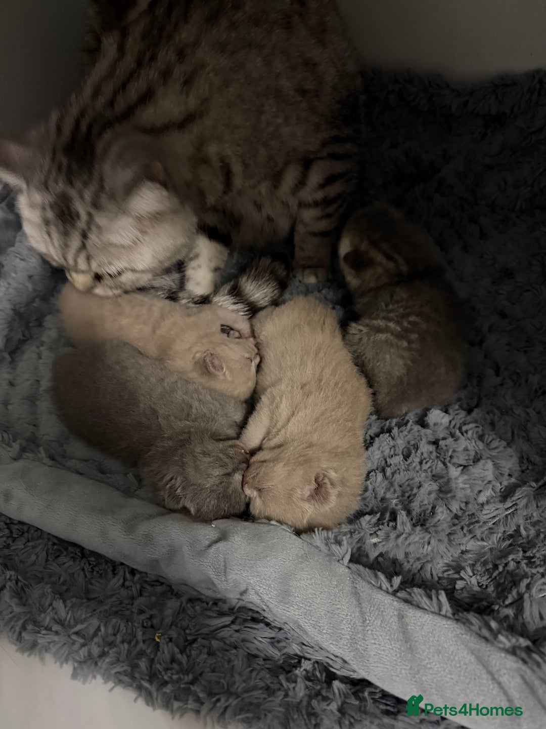 British Shorthair cats for sale: British short hair kittens  - Advert 15