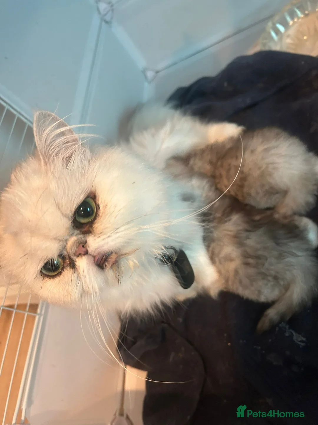 Persian cats for sale: Beautiful persian chinchilla kittens - Advert 10