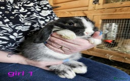 Mini Lop rabbits for sale: 8 mini lops forsale £50 each  - Image 8