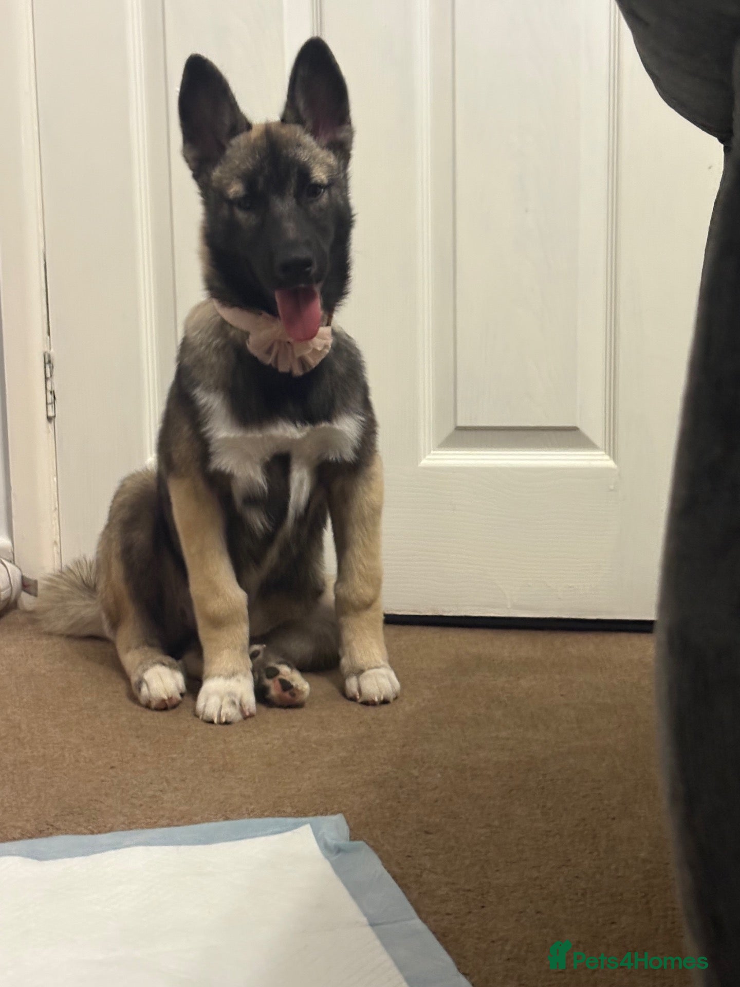 Mixed Breed dogs Maybel - Advert 2