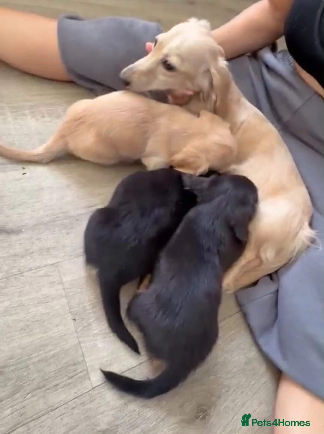 Miniature Dachshund dogs for sale: Stunning long hair Kennel club registered 🐾 - Advert 19