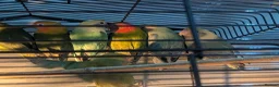 Lovebirds birds for sale: Lovebirds 🩷 | Babies & Breeding Pairs for Sale - Advert 14