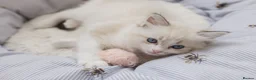 Ragdoll cats for sale: Seal Lynx Bicolour Ragdoll female ready now 💕 - Advert 25
