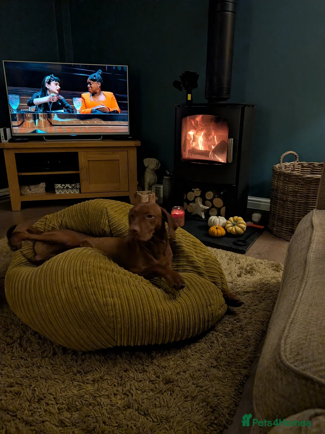 Hungarian Vizsla dogs for sale: Hungarian Visla  - Advert 5