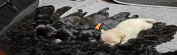 Toy Poodle dogs for sale: Rare tri colour MALTIPOO Exquisite 5⭐️licensed - Advert 19