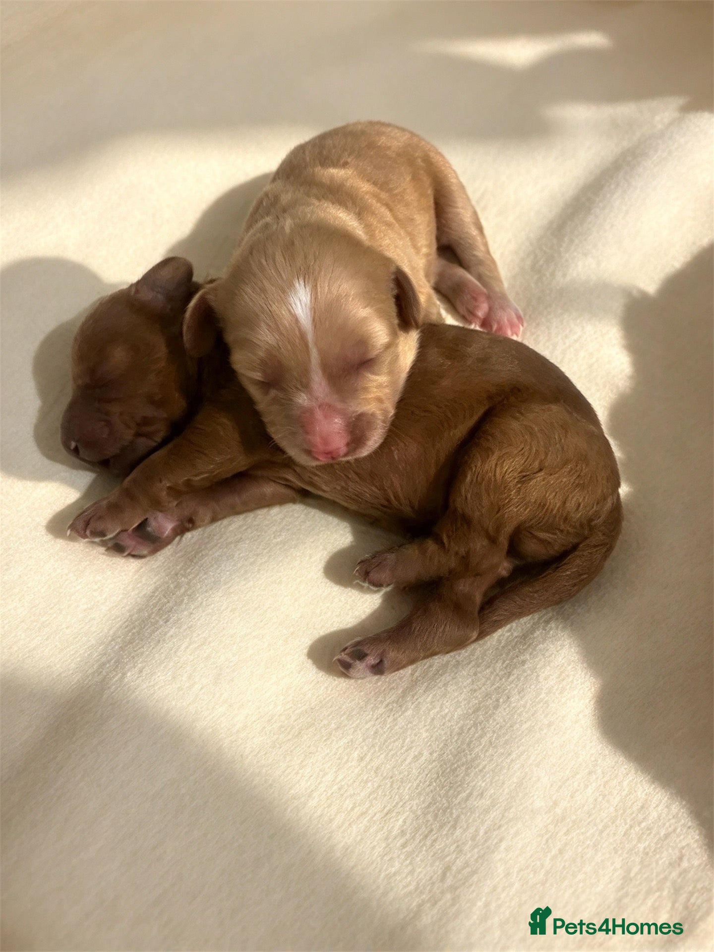 Australian Labradoodle dogs 💎 Australian Labradoodle Puppies - Advert 5