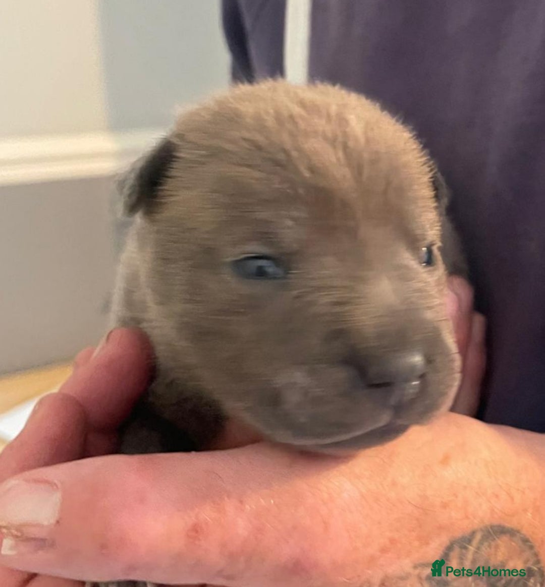 Staffordshire Bull Terrier dogs for sale: Blue staffy x sharpei  - Image 1