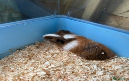 Guinea Pig rodents for sale: Beautiful brothers  - Image 2