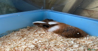 Guinea Pig rodents - Advert 4