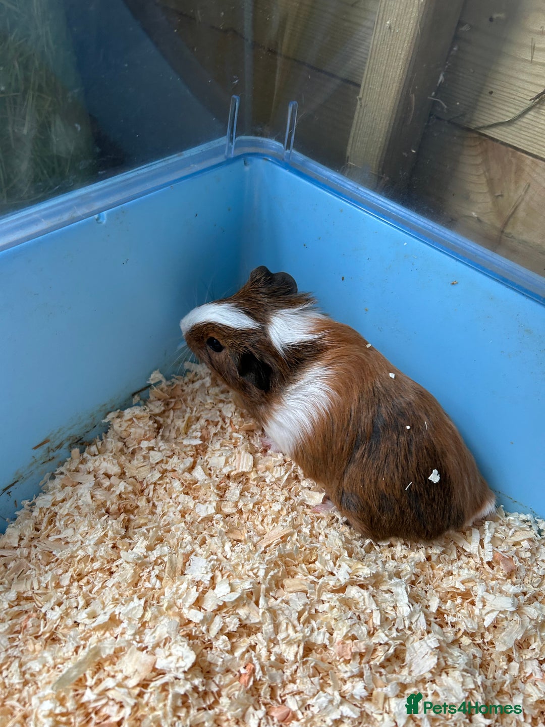 Guinea Pig rodents for sale: Beautiful brothers  - Image 2