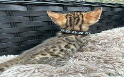 Bengal cats for sale: ❤️ PURE BENGAL KITTENS FOR RESERVATION! ❤️ in Birmingham - Image 21